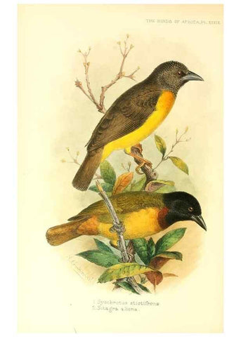 Reproducción/Reproduction 49655489837: The birds of Africa,. London,Published for the author by R.H. Porter (18 Princes Street, Cavendish Square, W.),1896-1912.. 
