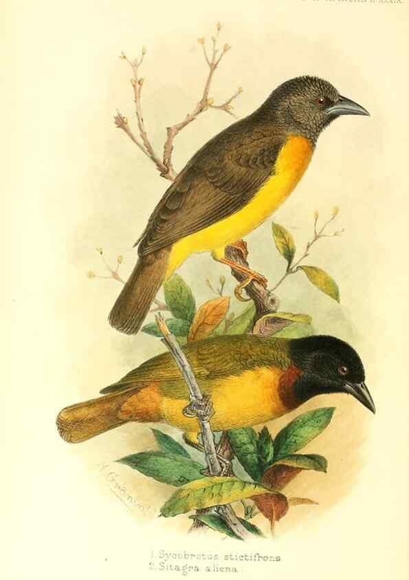 Reproducción/Reproduction 49655489837: The birds of Africa,. London,Published for the author by R.H. Porter (18 Princes Street, Cavendish Square, W.),1896-1912.. 