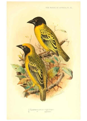 Reproducción/Reproduction 49655490132: The birds of Africa,. London,Published for the author by R.H. Porter (18 Princes Street, Cavendish Square, W.),1896-1912.. 