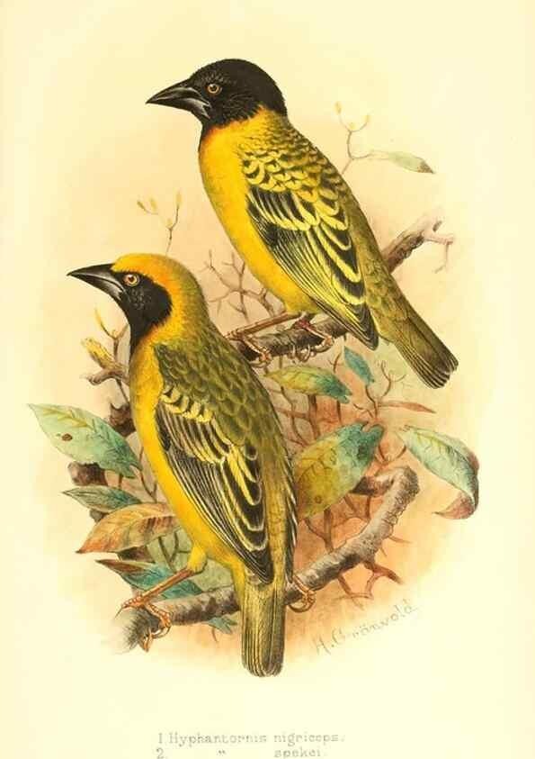 Reproducción/Reproduction 49655490132: The birds of Africa,. London,Published for the author by R.H. Porter (18 Princes Street, Cavendish Square, W.),1896-1912.. 
