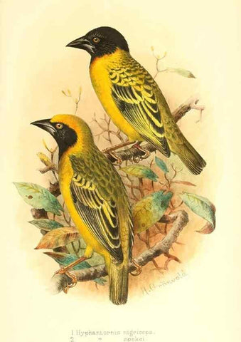 Reproducción/Reproduction 49655490132: The birds of Africa,. London,Published for the author by R.H. Porter (18 Princes Street, Cavendish Square, W.),1896-1912.. 