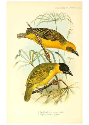 Reproducción/Reproduction 49654673008: The birds of Africa,. London,Published for the author by R.H. Porter (18 Princes Street, Cavendish Square, W.),1896-1912.. 
