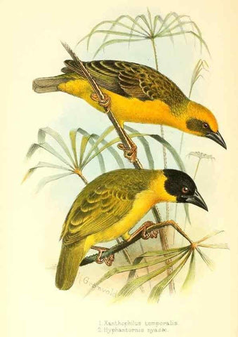 Reproducción/Reproduction 49654673008: The birds of Africa,. London,Published for the author by R.H. Porter (18 Princes Street, Cavendish Square, W.),1896-1912.. 
