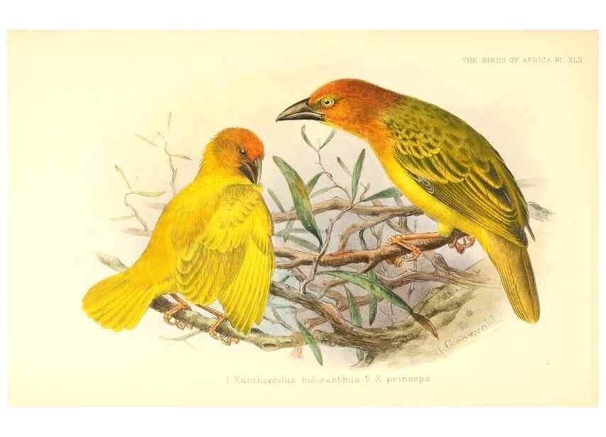 Reproducción/Reproduction 49655490667: The birds of Africa,. London,Published for the author by R.H. Porter (18 Princes Street, Cavendish Square, W.),1896-1912.. 