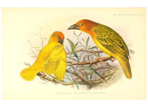 Reproducción/Reproduction 49655490667: The birds of Africa,. London,Published for the author by R.H. Porter (18 Princes Street, Cavendish Square, W.),1896-1912.. 