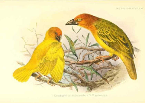 Reproducción/Reproduction 49655490667: The birds of Africa,. London,Published for the author by R.H. Porter (18 Princes Street, Cavendish Square, W.),1896-1912.. 