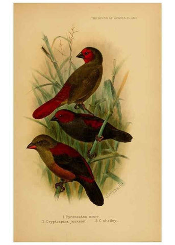Reproducción/Reproduction 49655130266: The birds of Africa,. London,Published for the author by R.H. Porter (18 Princes Street, Cavendish Square, W.),1896-1912.. 