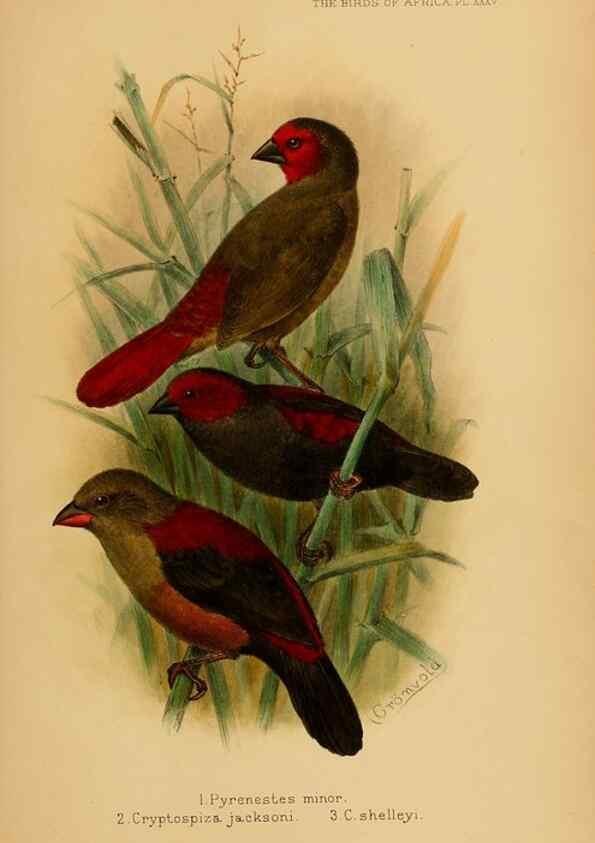 Reproducción/Reproduction 49655130266: The birds of Africa,. London,Published for the author by R.H. Porter (18 Princes Street, Cavendish Square, W.),1896-1912.. 