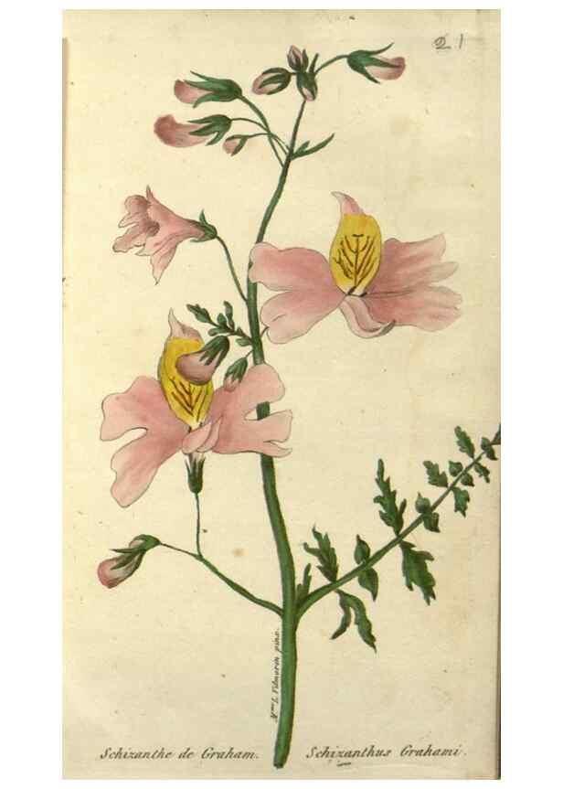 Reproducción/Reproduction 49647061498: Revue horticole.. Paris :Librairie agricole de la maison rustique,1829-1974.. 