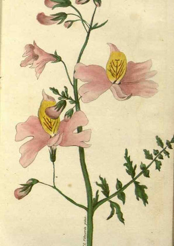 Reproducción/Reproduction 49647061498: Revue horticole.. Paris :Librairie agricole de la maison rustique,1829-1974.. 