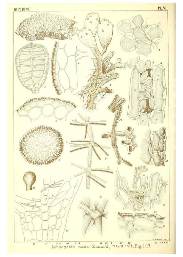 Reproducción/Reproduction 49673339793: Icones of Japanese algae.. Tokyo,Kazamashobo[1907-1942]. 