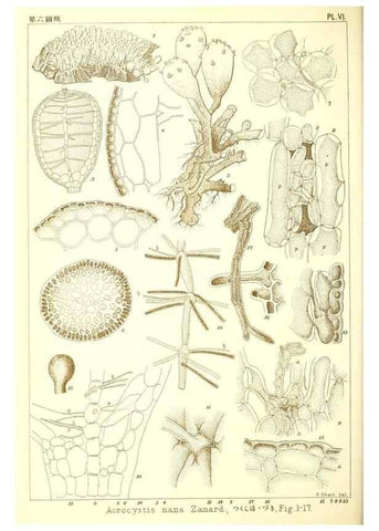 Reproducción/Reproduction 49673339793: Icones of Japanese algae.. Tokyo,Kazamashobo[1907-1942]. 