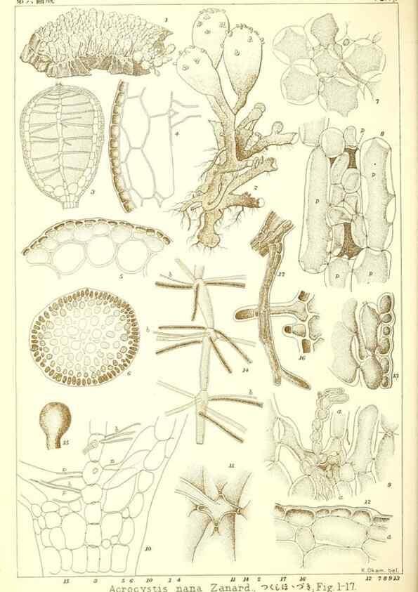 Reproducción/Reproduction 49673339793: Icones of Japanese algae.. Tokyo,Kazamashobo[1907-1942]. 