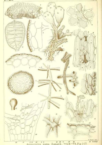 Reproducción/Reproduction 49673339793: Icones of Japanese algae.. Tokyo,Kazamashobo[1907-1942]. 