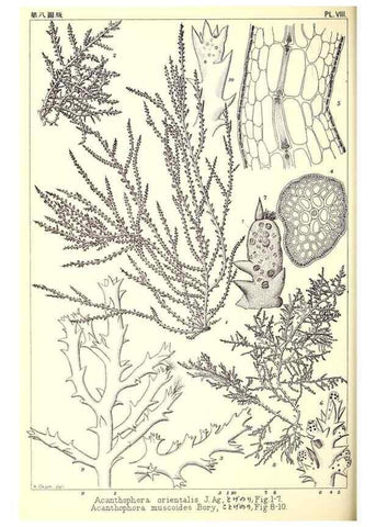 Reproducción/Reproduction 49673882516: Icones of Japanese algae.. Tokyo,Kazamashobo[1907-1942]. 