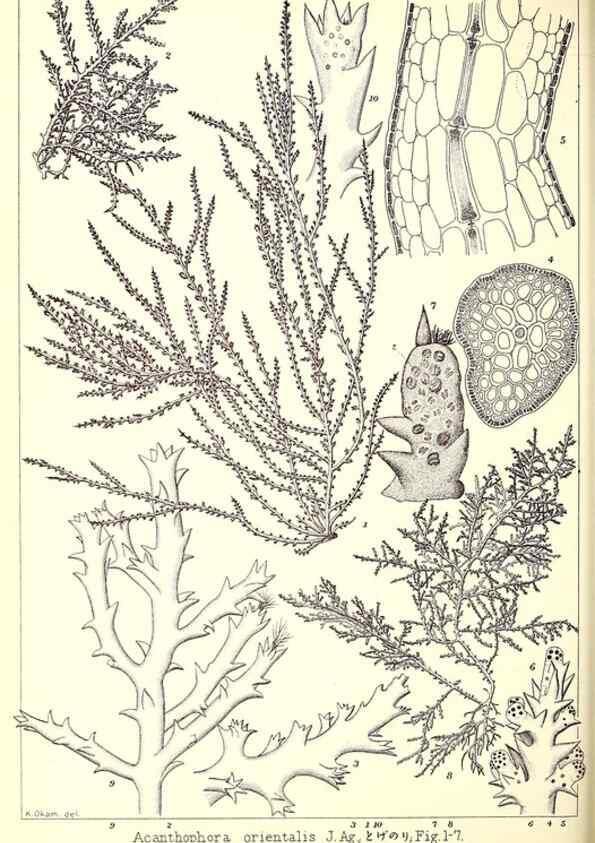 Reproducción/Reproduction 49673882516: Icones of Japanese algae.. Tokyo,Kazamashobo[1907-1942]. 