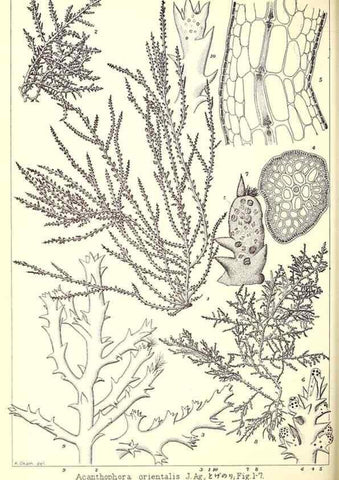 Reproducción/Reproduction 49673882516: Icones of Japanese algae.. Tokyo,Kazamashobo[1907-1942]. 