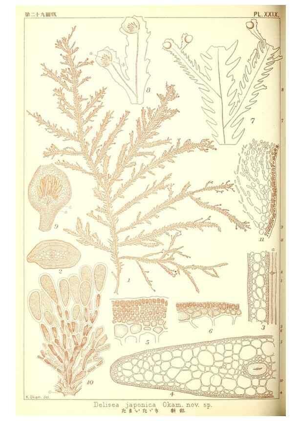 Reproducción/Reproduction 49673346443: Icones of Japanese algae.. Tokyo,Kazamashobo[1907-1942]. 