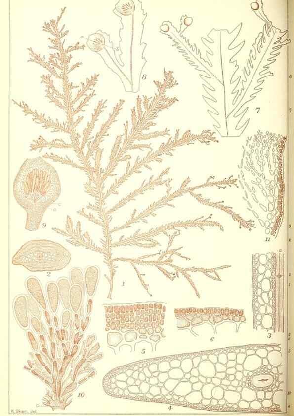 Reproducción/Reproduction 49673346443: Icones of Japanese algae.. Tokyo,Kazamashobo[1907-1942]. 