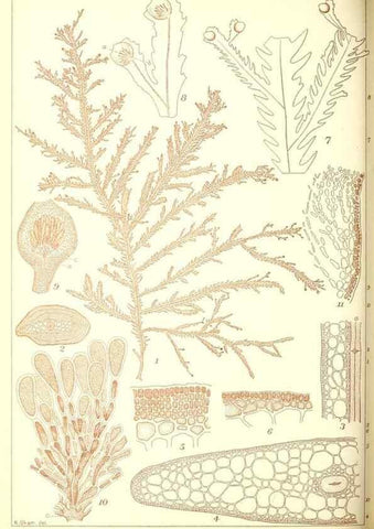 Reproducción/Reproduction 49673346443: Icones of Japanese algae.. Tokyo,Kazamashobo[1907-1942]. 