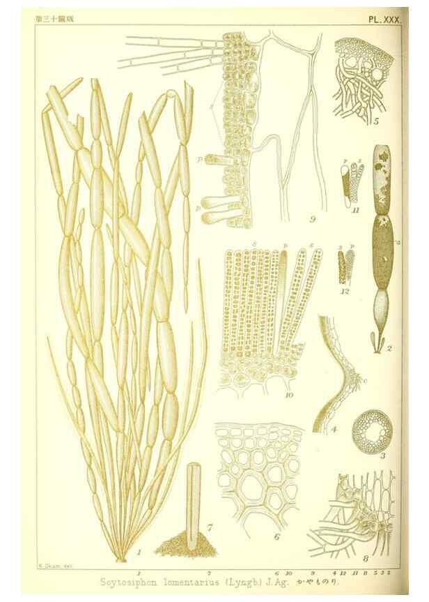 Reproducción/Reproduction 49673888231: Icones of Japanese algae.. Tokyo,Kazamashobo[1907-1942]. 
