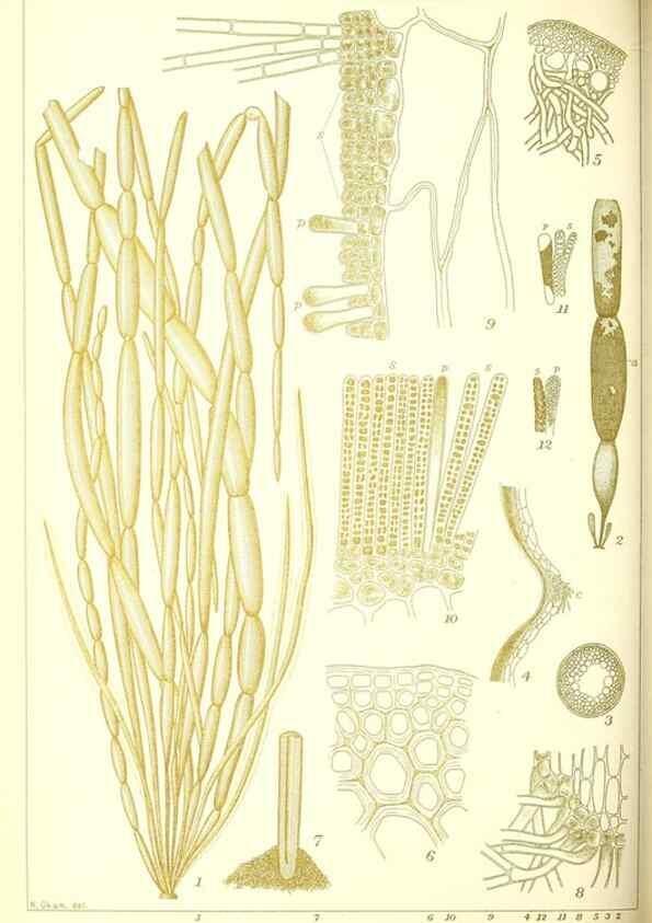 Reproducción/Reproduction 49673888231: Icones of Japanese algae.. Tokyo,Kazamashobo[1907-1942]. 