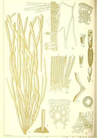 Reproducción/Reproduction 49673888231: Icones of Japanese algae.. Tokyo,Kazamashobo[1907-1942]. 