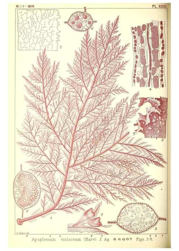 Reproducción/Reproduction 49674169047: Icones of Japanese algae.. Tokyo,Kazamashobo[1907-1942]. 