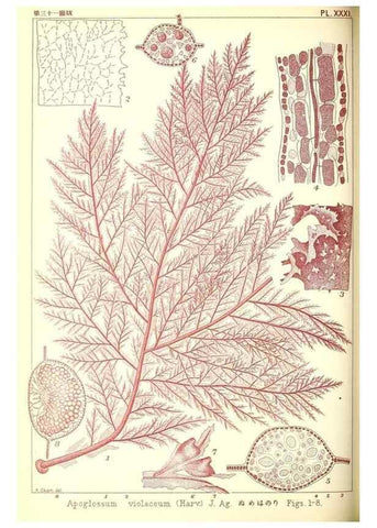 Reproducción/Reproduction 49674169047: Icones of Japanese algae.. Tokyo,Kazamashobo[1907-1942]. 