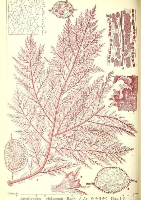 Reproducción/Reproduction 49674169047: Icones of Japanese algae.. Tokyo,Kazamashobo[1907-1942]. 