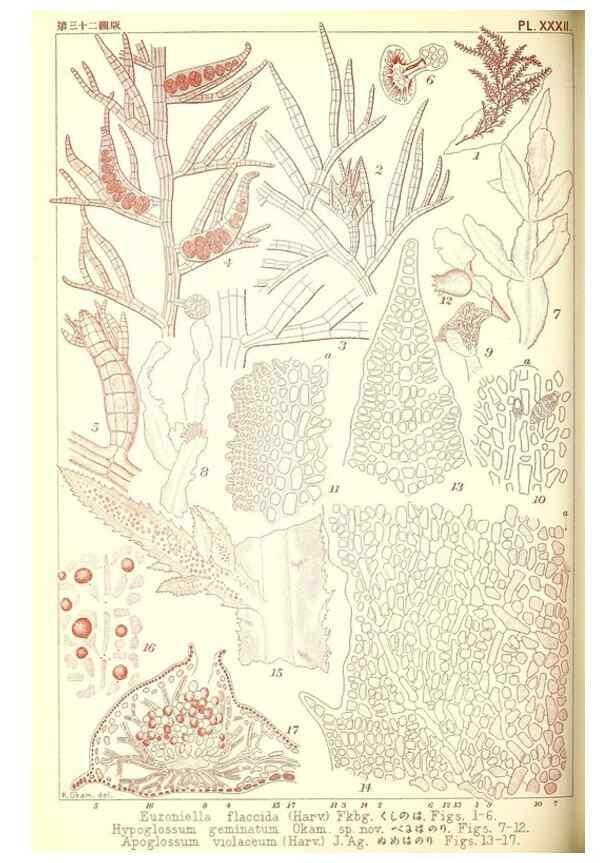 Reproducción/Reproduction 49673888686: Icones of Japanese algae.. Tokyo,Kazamashobo[1907-1942]. 