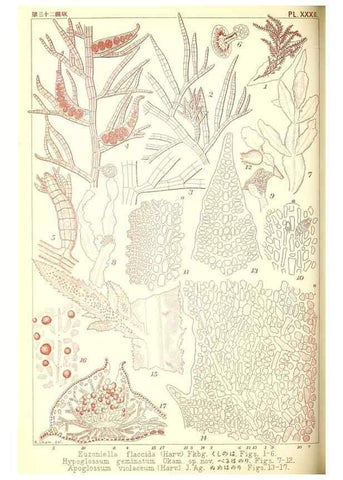 Reproducción/Reproduction 49673888686: Icones of Japanese algae.. Tokyo,Kazamashobo[1907-1942]. 