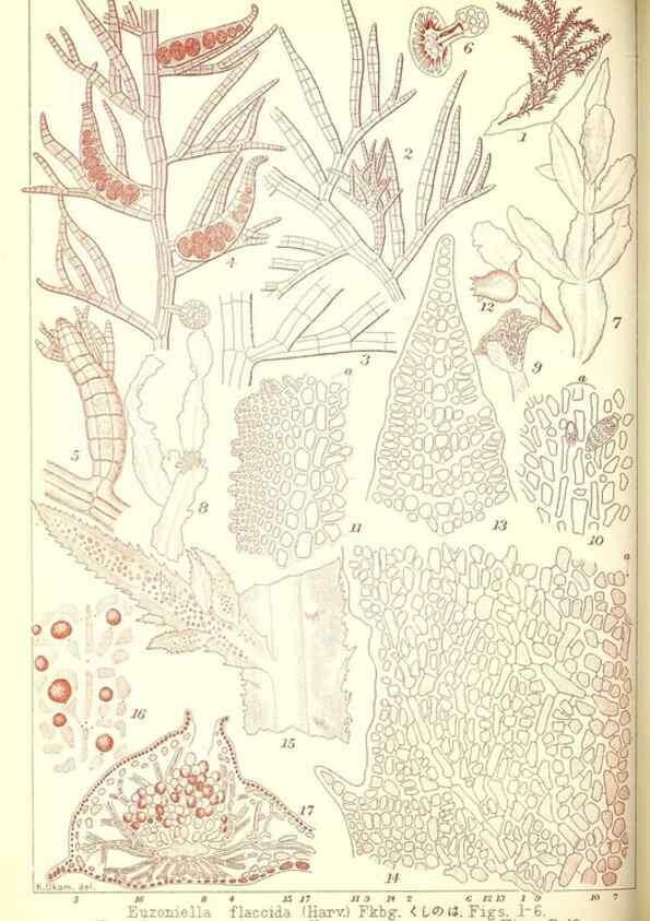 Reproducción/Reproduction 49673888686: Icones of Japanese algae.. Tokyo,Kazamashobo[1907-1942]. 