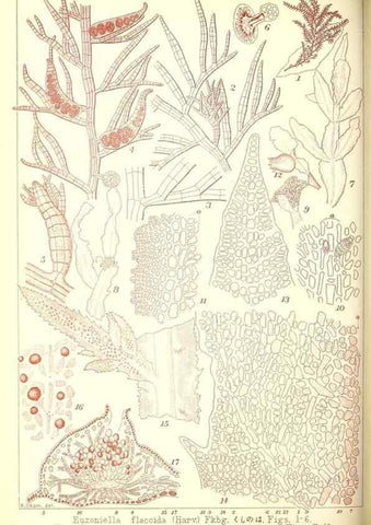 Reproducción/Reproduction 49673888686: Icones of Japanese algae.. Tokyo,Kazamashobo[1907-1942]. 
