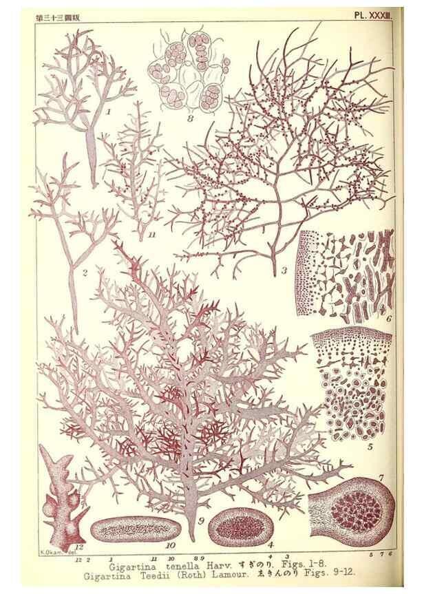 Reproducción/Reproduction 49674169467: Icones of Japanese algae.. Tokyo,Kazamashobo[1907-1942]. 