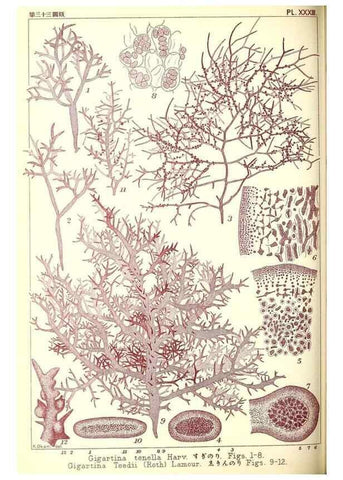 Reproducción/Reproduction 49674169467: Icones of Japanese algae.. Tokyo,Kazamashobo[1907-1942]. 