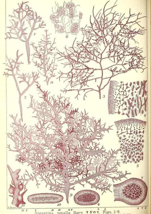 Reproducción/Reproduction 49674169467: Icones of Japanese algae.. Tokyo,Kazamashobo[1907-1942]. 