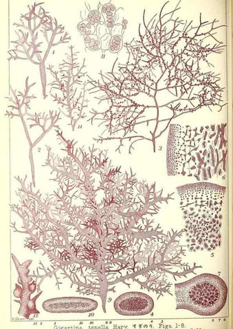 Reproducción/Reproduction 49674169467: Icones of Japanese algae.. Tokyo,Kazamashobo[1907-1942]. 