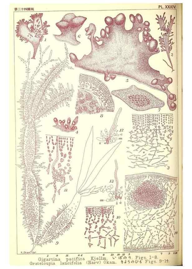 Reproducción/Reproduction 49674169762: Icones of Japanese algae.. Tokyo,Kazamashobo[1907-1942]. 