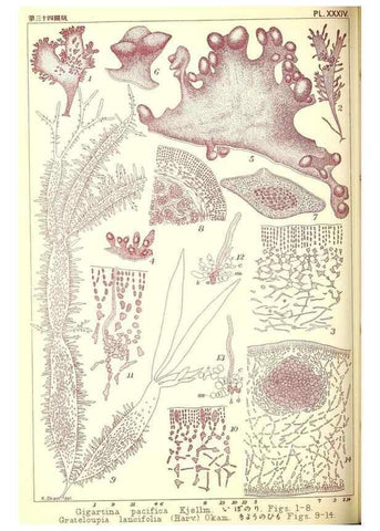 Reproducción/Reproduction 49674169762: Icones of Japanese algae.. Tokyo,Kazamashobo[1907-1942]. 