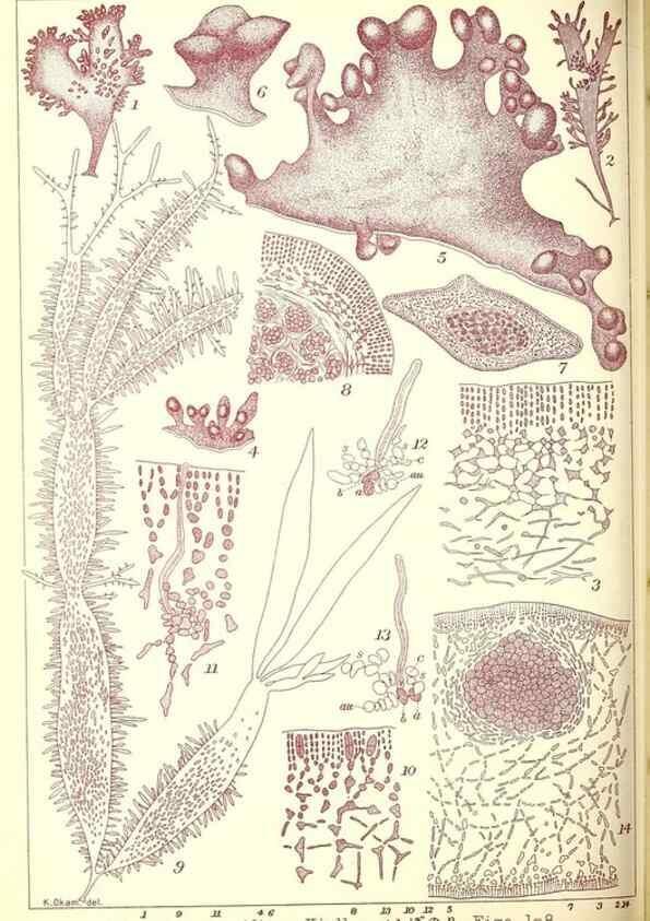 Reproducción/Reproduction 49674169762: Icones of Japanese algae.. Tokyo,Kazamashobo[1907-1942]. 