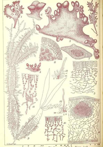 Reproducción/Reproduction 49674169762: Icones of Japanese algae.. Tokyo,Kazamashobo[1907-1942]. 