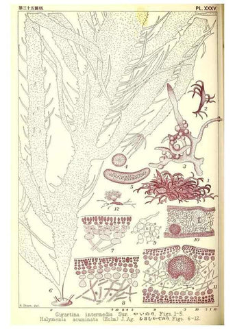 Reproducción/Reproduction 49673889581: Icones of Japanese algae.. Tokyo,Kazamashobo[1907-1942]. 