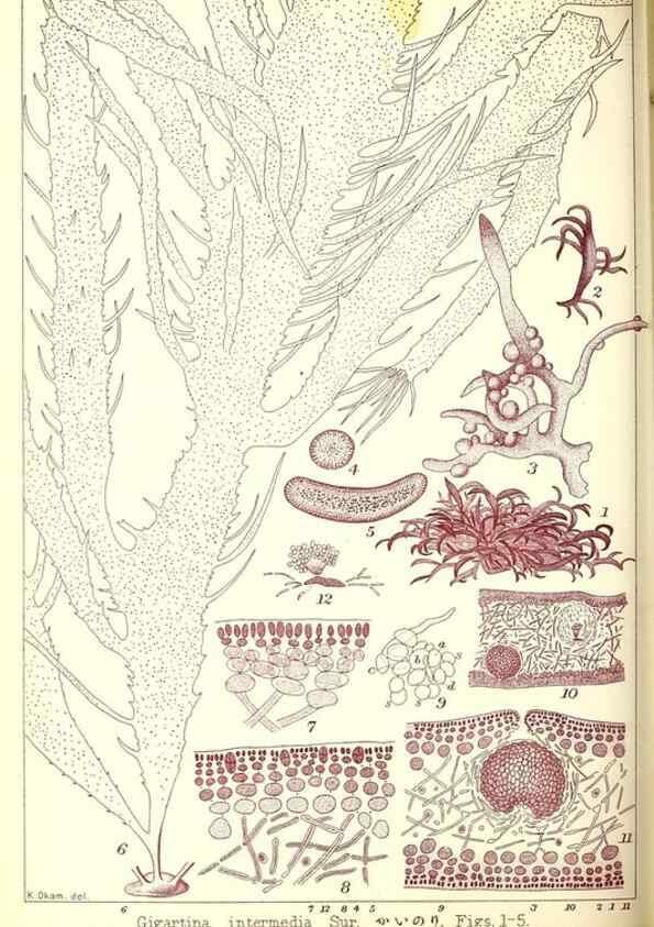 Reproducción/Reproduction 49673889581: Icones of Japanese algae.. Tokyo,Kazamashobo[1907-1942]. 