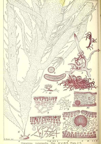 Reproducción/Reproduction 49673889581: Icones of Japanese algae.. Tokyo,Kazamashobo[1907-1942]. 