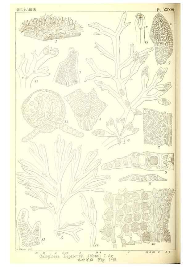 Reproducción/Reproduction 49673889946: Icones of Japanese algae.. Tokyo,Kazamashobo[1907-1942]. 