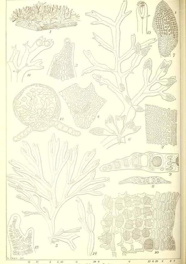 Reproducción/Reproduction 49673889946: Icones of Japanese algae.. Tokyo,Kazamashobo[1907-1942]. 