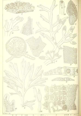 Reproducción/Reproduction 49673889946: Icones of Japanese algae.. Tokyo,Kazamashobo[1907-1942]. 