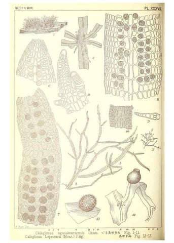 Reproducción/Reproduction 49673890276: Icones of Japanese algae.. Tokyo,Kazamashobo[1907-1942]. 