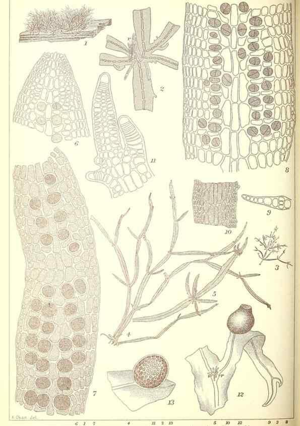 Reproducción/Reproduction 49673890276: Icones of Japanese algae.. Tokyo,Kazamashobo[1907-1942]. 